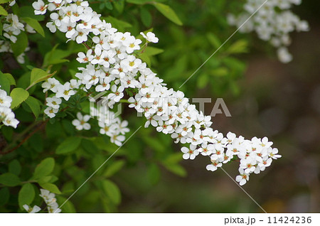 ユキヤナギ：雪柳 11424236