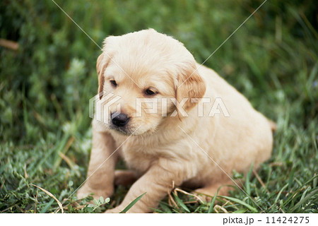 ゴールデンレトリバーの子犬 11424275
