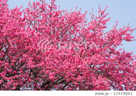 キクモモ：菊桃 11424601