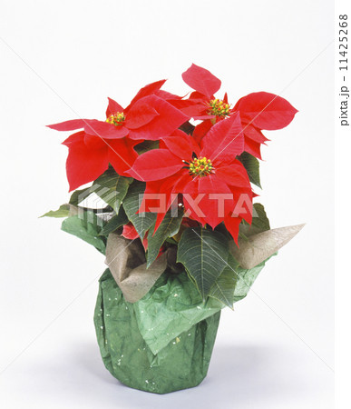 ポインセチア、花、 11425268