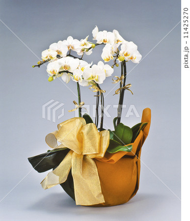 胡蝶蘭,花, 胡蝶蘭,花, 11425270