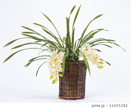 シンビジューム、花、 11425282