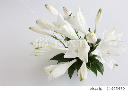 テッポウユリ（美白）のアレンジ（横　全体） 11425470