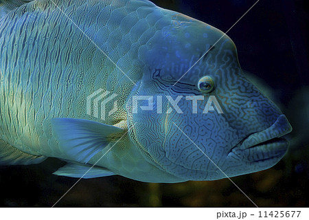 Fish eye, wrasse, profile portrait 11425677