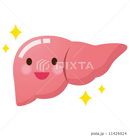 医療 健康 肝臓 医療 健康 肝臓 11426024