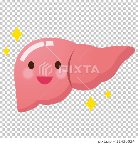 医療 健康 肝臓 医療 健康 肝臓 11426024