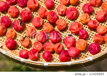 梅干し造り　シソの葉をたっぷり使った紅い梅干しが太陽の光を浴びる 11426065