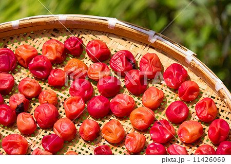 梅干し造り　シソの葉をたっぷり使った紅い梅干しが太陽の光を浴びる 11426069