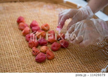 梅干し造り シソの葉をたっぷり使った紅い梅干しをざるに並べる 梅干し造り シソの葉をたっぷり使った紅い梅干しをざるに並べる 11426079