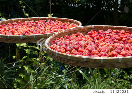 梅干し造り シソの葉をたっぷり使った紅い梅干しが太陽の光を浴びる 梅干し造り シソの葉をたっぷり使った紅い梅干しが太陽の光を浴びる 11426081