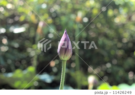 岡山後楽園の毎葉蓮の花 岡山後楽園の毎葉蓮の花 11426249