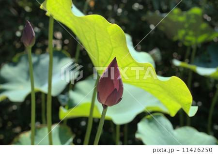 岡山後楽園の毎葉蓮の花 11426250