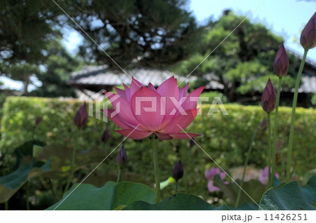 岡山後楽園の毎葉蓮の花 岡山後楽園の毎葉蓮の花 11426251