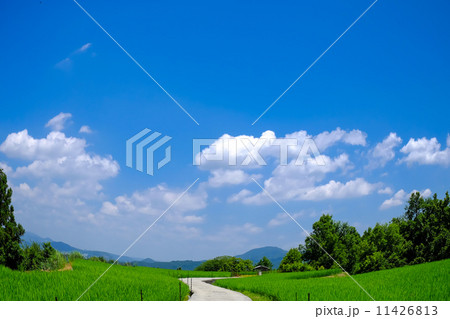 天空の水田 11426813