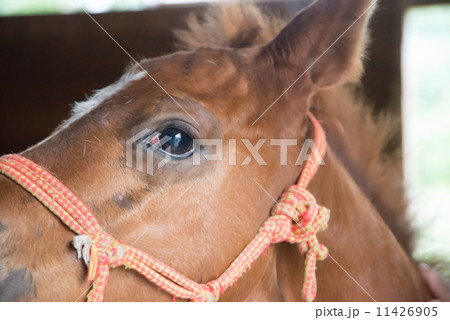 厩舎に戻った北海道の競走馬　　サラブレッド　母馬を亡くした生後二ヶ月の仔馬　 11426905