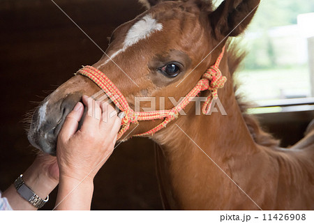 厩舎に戻った北海道の競走馬 サラブレッド 母馬を亡くした生後二ヶ月の仔馬 厩舎に戻った北海道の競走馬 サラブレッド 母馬を亡くした生後二ヶ月の仔馬 11426908