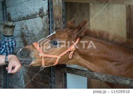厩舎に戻った北海道の競走馬 サラブレッド 母馬を亡くした生後二ヶ月の仔馬 厩舎に戻った北海道の競走馬 サラブレッド 母馬を亡くした生後二ヶ月の仔馬 11426910