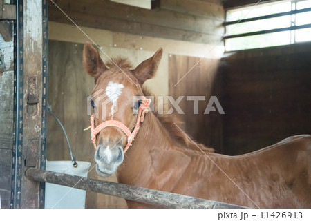 厩舎に戻った北海道の競走馬　サラブレッド　母馬を亡くした生後二ヶ月の仔馬　　　 11426913
