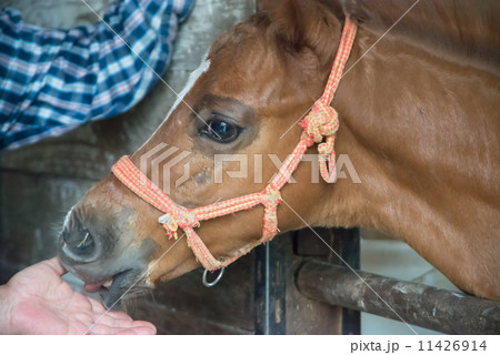 厩舎に戻った北海道の競走馬　サラブレッド　母馬を亡くした生後二ヶ月の仔馬　　　 11426914