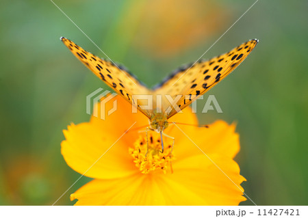 ヒョウモンチョウ 11427421