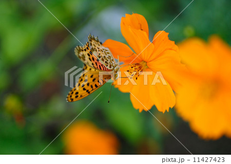 ヒョウモンチョウ ヒョウモンチョウ 11427423