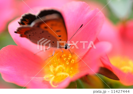 ベニシジミチョウ ベニシジミチョウ 11427444