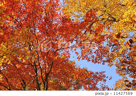 紅葉 11427569