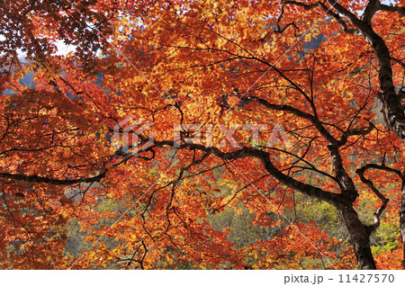 紅葉 11427570
