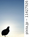 鶉と空 11427926