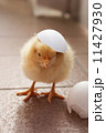 生まれたてのヒヨコ 11427930