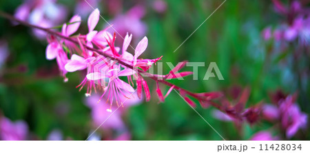 lilac flowers close-up lilac flowers close-up 11428034