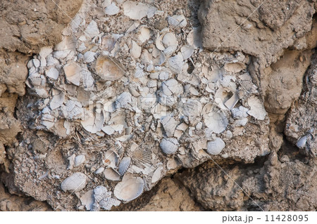 Limestone,  a sedimentary rock from paleogene 11428095