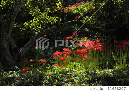 彼岸花 彼岸花 11428207