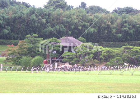梅雨雲りの岡山後楽園 梅雨雲りの岡山後楽園 11428263