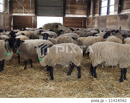畜舎の羊たち 畜舎の羊たち 11428562