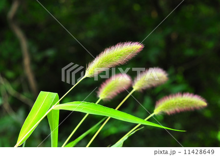 ムラサキエノコロ ムラサキエノコロ 11428649