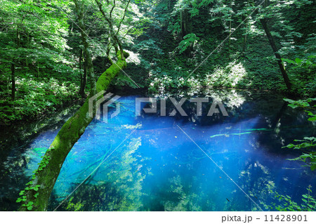 青池 青池 11428901