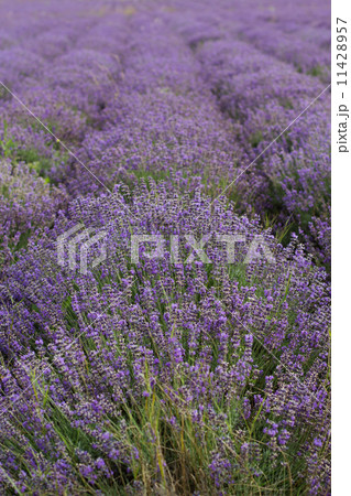 Purple field of lavender flowers 11428957