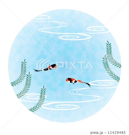 挿絵素材-金魚 挿絵素材-金魚 11429485