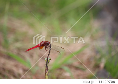 ショウジョウトンボ ショウジョウトンボ 11429700