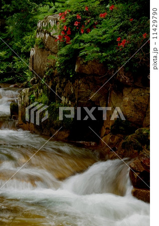 長野 小戸名渓谷の岩ツツジ 長野 小戸名渓谷の岩ツツジ 11429790