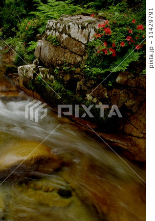 長野 小戸名渓谷の岩ツツジ 長野 小戸名渓谷の岩ツツジ 11429791