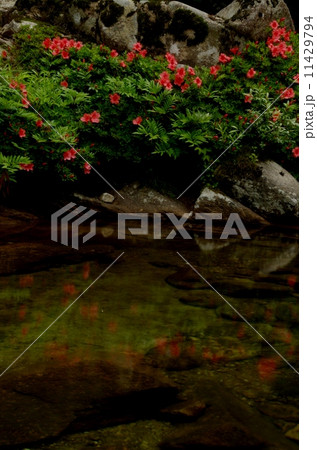 長野　小戸名渓谷の岩ツツジ　 11429794