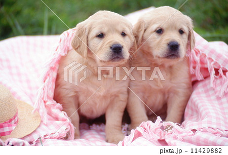 ゴールデンレトリバーの子犬 ゴールデンレトリバーの子犬 11429882
