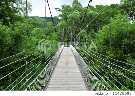 群馬県　片品村　尾瀬ケ原　ヨッピ橋 11429995