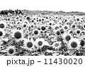 ひまわり 11430020