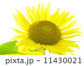 ひまわり 11430021