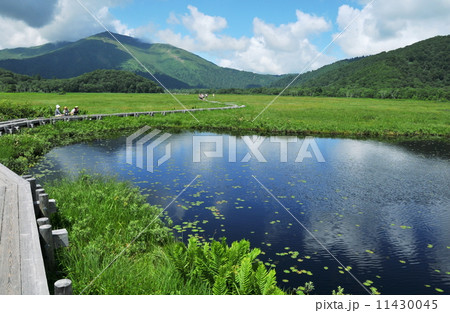 群馬県　片品村　夏の尾瀬ケ原　ハイキング 11430045