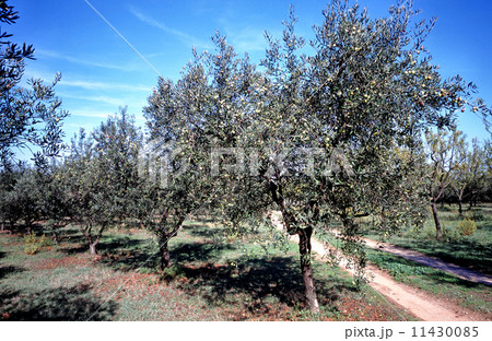 オリーブ畑 11430085