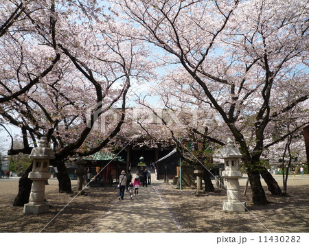 法華経寺の桜 11430282